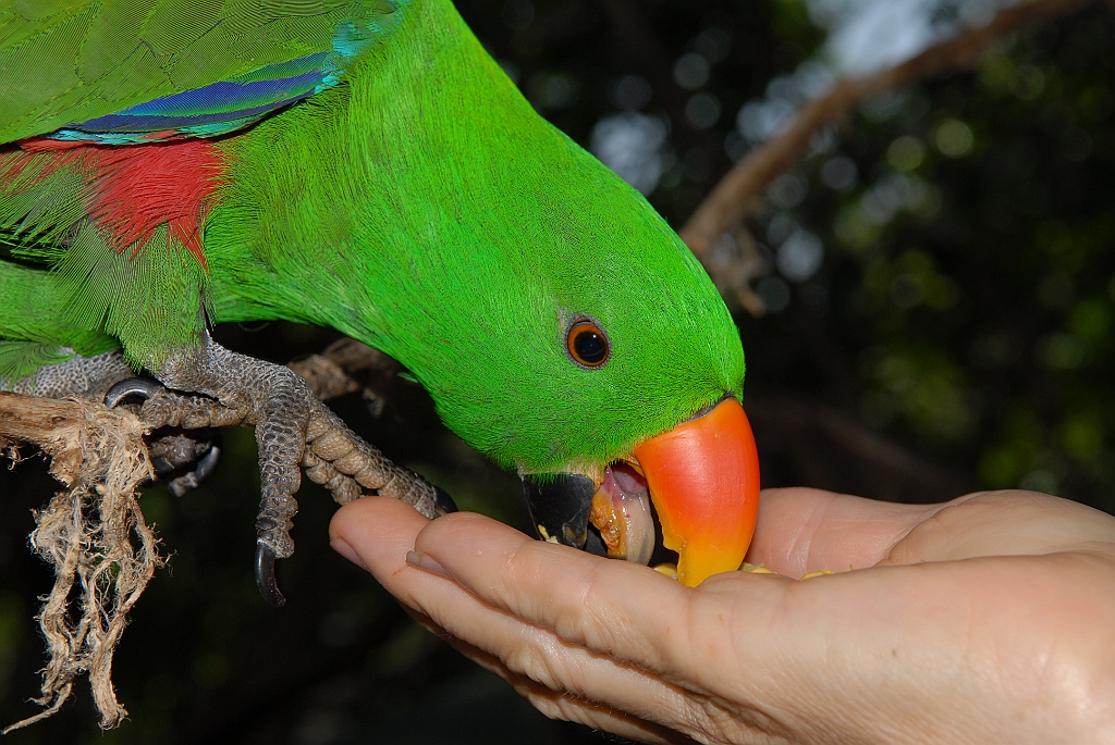 0704 Birdworld Kuranda.jpg